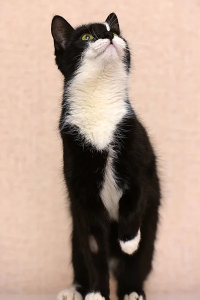 Bonito Preto Com Branco Jovem Gato — Fotografia de Stock