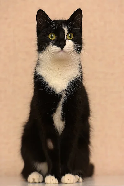 Krásné Černé Bílým Mladá Kočka — Stock fotografie