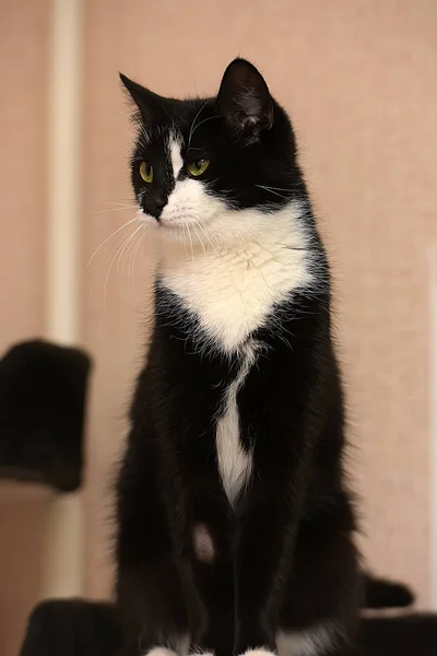 Bonito Preto Com Branco Jovem Gato — Fotografia de Stock