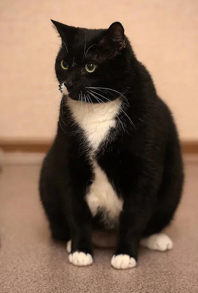 Hermoso Negro Blanco Grasa Gato — Foto de Stock