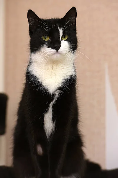 Beautiful Black White Young Cat — Stock Photo, Image