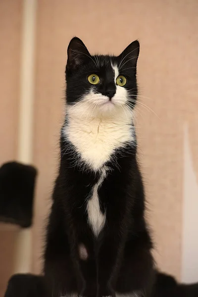 Hermoso Negro Con Blanco Joven Gato — Foto de Stock
