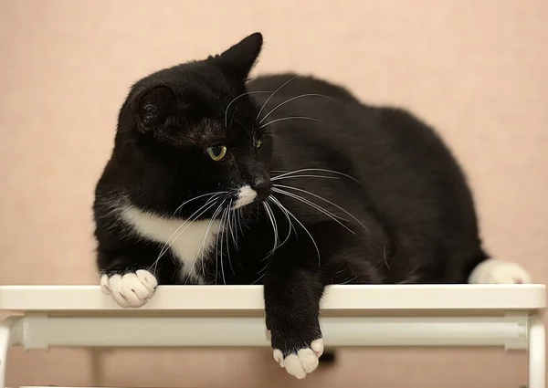 Krásné Černé Bílé Tlustá Kočka — Stock fotografie