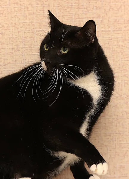 Hermoso Negro Blanco Grasa Gato — Foto de Stock