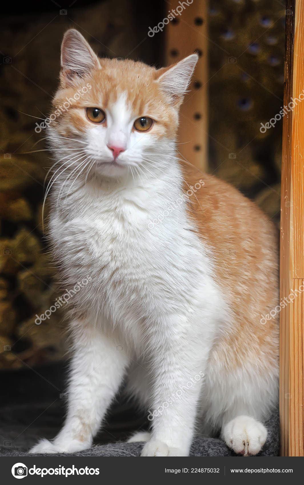 Red White Persian Kittens For Sale Cute Cats And Dogs Persian
