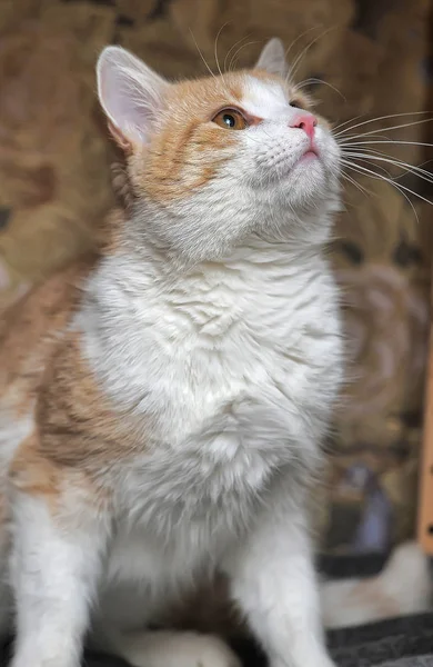 Europeu Shorthair Vermelho Branco Gato Retrato — Fotografia de Stock