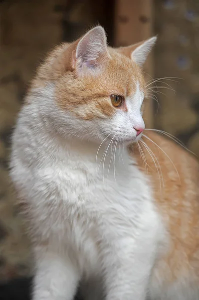 Europeu Shorthair Vermelho Branco Gato Retrato — Fotografia de Stock