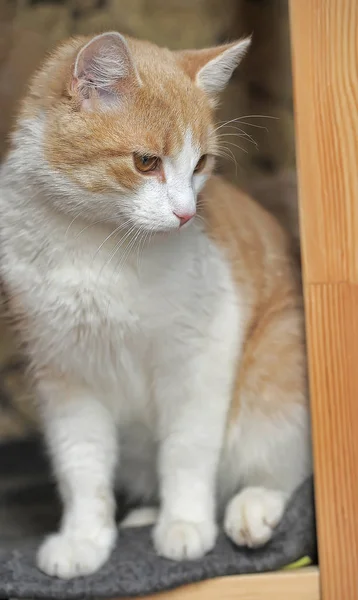 Europeo Taquigrafía Rojo Blanco Gato Retrato — Foto de Stock