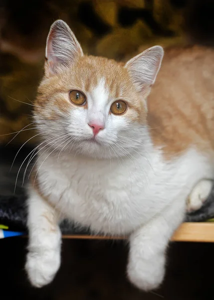 Europejski Krótkowłosy Czerwony Biały Kot Portret — Zdjęcie stockowe