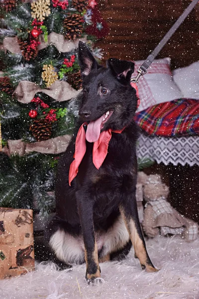 Schwarzer Hundehaufen Mit Rotem Schal Den Hals Auf Weihnachtlichem Hintergrund Stockbild