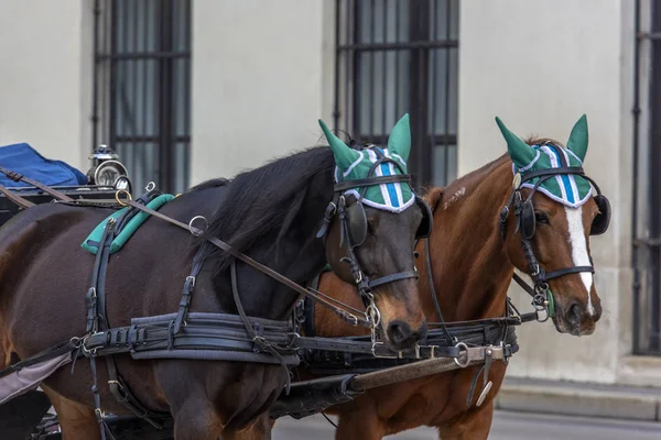 オーストリア ウィーン 2017 伝統的なウィーンの中心部の馬キャリッジに乗ると旅行旅行します — ストック写真
