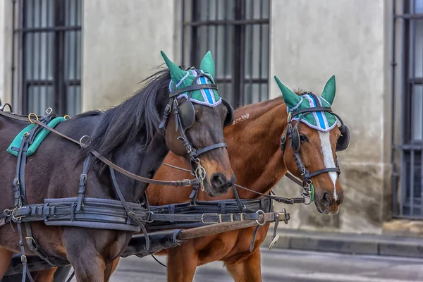 オーストリア ウィーン 2017 伝統的なウィーンの中心部の馬キャリッジに乗ると旅行旅行します — ストック写真