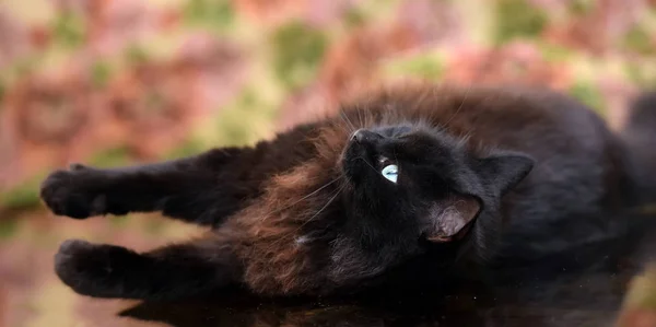 Belo Gato Preto Fofo Está Deitado Uma Mesa Vidro Com — Fotografia de Stock