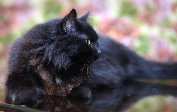 Belo Gato Preto Fofo Está Deitado Uma Mesa Vidro Com — Fotografia de Stock