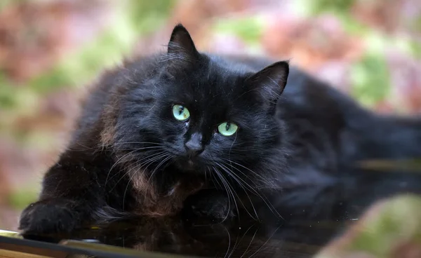Piękne Puszyste Czarny Kot Leży Stół Szkło Odbicia — Zdjęcie stockowe