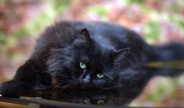 Красивая Пушистая Черная Кошка Лежит Стеклянном Столе Отражением — стоковое фото