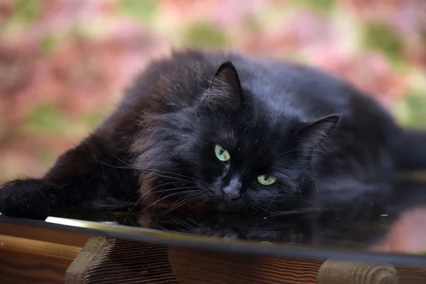 Красивая Пушистая Черная Кошка Лежит Стеклянном Столе Отражением — стоковое фото