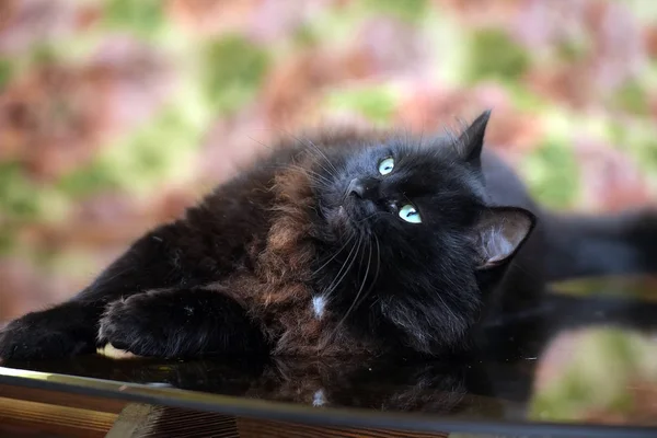 Hermoso Peludo Negro Gato Acostado Vidrio Mesa Con Reflexión —  Fotos de Stock