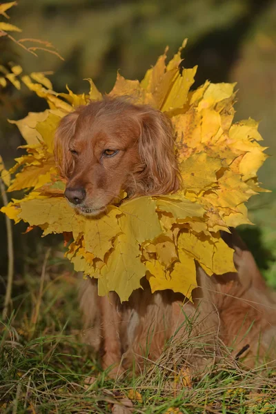 Rosso Inglese Spaniel Con Una Corona Foglie Autunnali Intorno Collo — Foto Stock