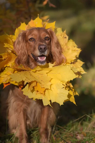 Rød Engelsk Spaniel Med Krans Efteråret Blade Rundt Halsen - Stock-foto