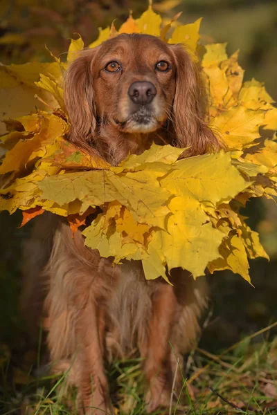 Красный Английский Спаниель Венком Осенних Листьев Вокруг Шеи — стоковое фото