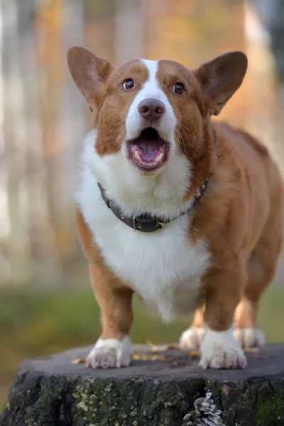 Czerwony Biały Corgi Lesie Jesienią Kikut — Zdjęcie stockowe