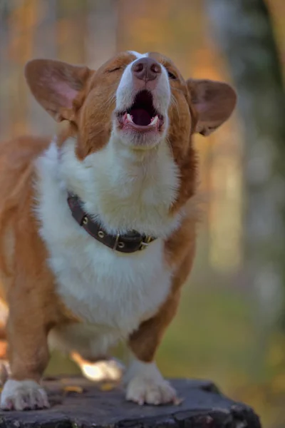 Corgi Vermelho Branco Floresta Outono Toco — Fotografia de Stock