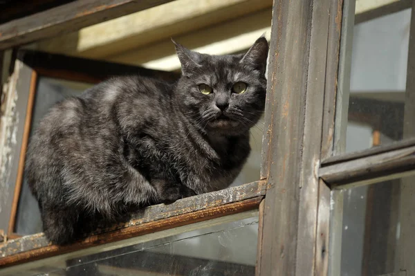 Кіт Сидить Відкритому Вікні — стокове фото