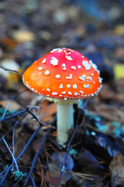 Amanita Wald Groß — Stockfoto