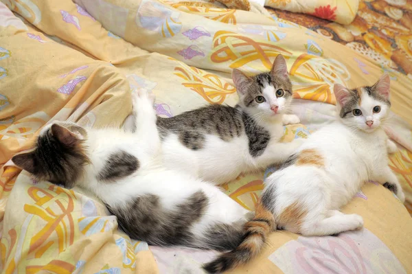 Trois Chatons Mignons Couchent Ensemble Sur Canapé — Photo