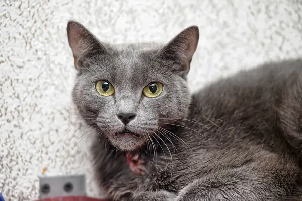 Gray Cat Neck Wound Shelter — Stock Photo, Image