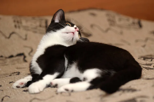 Siyah Beyaz Stenografi Kedi Kanepede Yalan — Stok fotoğraf