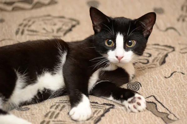 Fekete-fehér, Rövidszőrű macska feküdt a díványon — Stock Fotó