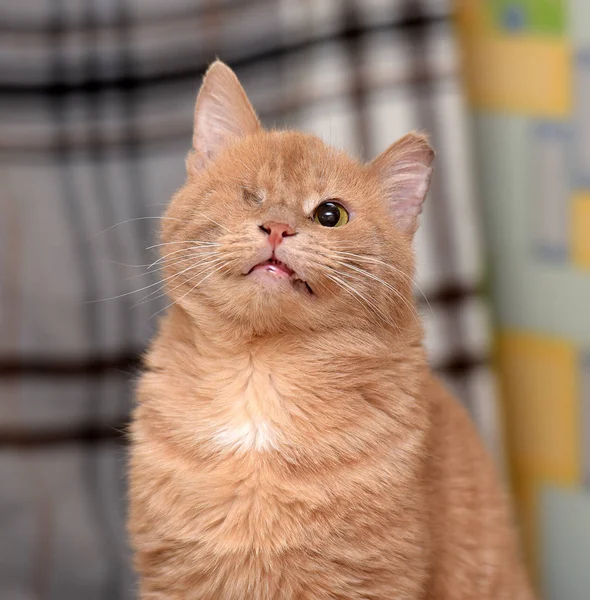 Monocular Solo Ojo Sentado Gato —  Fotos de Stock