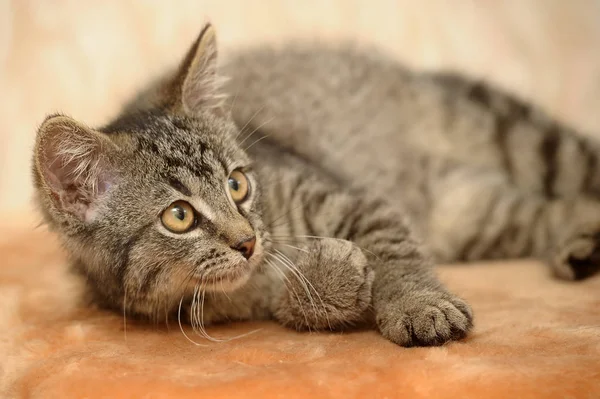 Engraçado Listrado Cross Eyed Gatinho — Fotografia de Stock