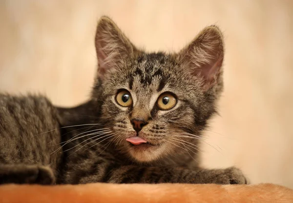 Komik Çizgili Şaşı Kedi Yavrusu — Stok fotoğraf