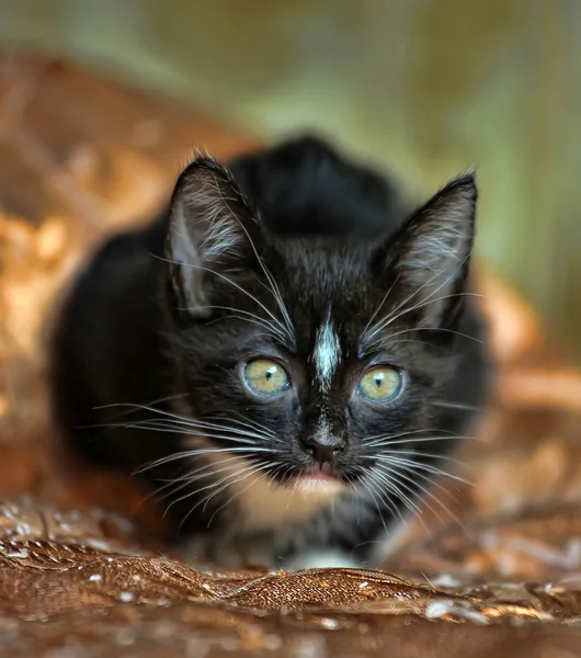 Pequeño Juguetón Blanco Negro Gatito Sofá — Foto de Stock