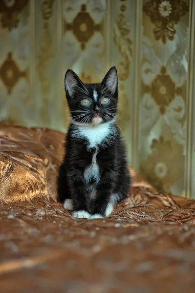 Kleines Verspieltes Schwarz Weißes Kätzchen Auf Der Couch — Stockfoto