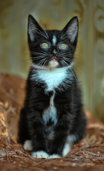 Pieni Leikkisä Musta Valkoinen Kissanpentu Sohvalla — kuvapankkivalokuva
