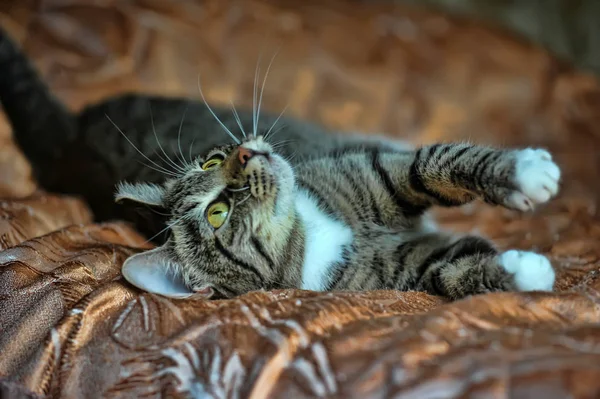 Tabby Cat Playing Sofa — Stock Photo, Image