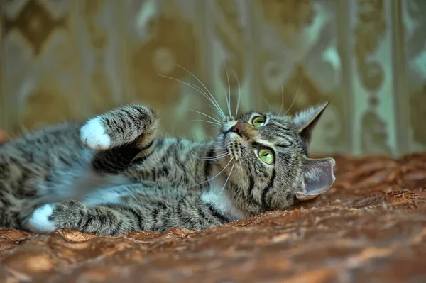 Gato Tabby Jugando Sofá — Foto de Stock