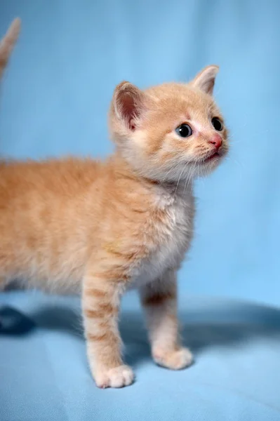 Little Peach Kitten Blue Background — Stock Photo, Image