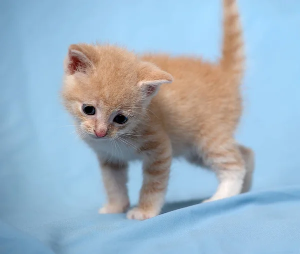 Mavi Bir Arka Plan Üzerinde Küçük Şeftali Kedi Yavrusu — Stok fotoğraf