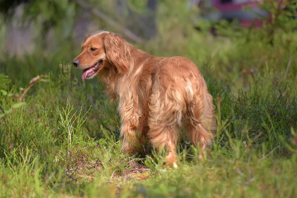 Red English Spaniel Woods — Stock Photo, Image