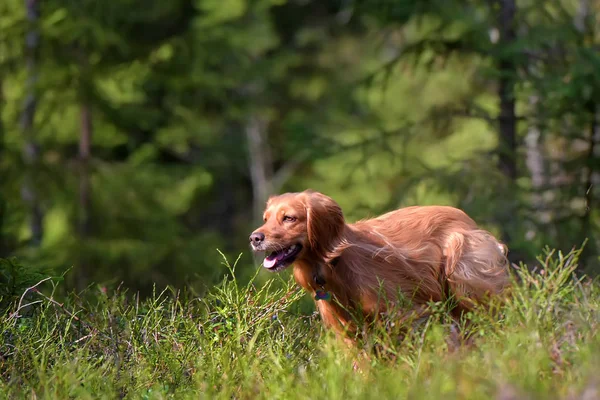 Vermelho Inglês Spaniel Corre Floresta — Fotografia de Stock