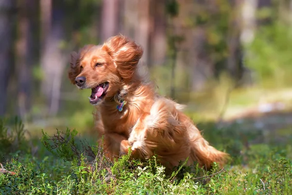 Czerwony Spaniel Angielski Działa Lesie — Zdjęcie stockowe