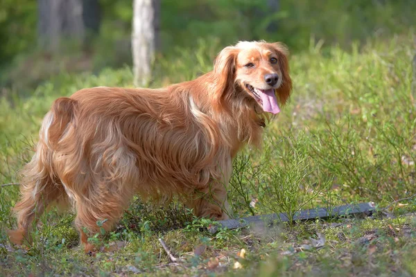 Czerwony Spaniel Angielski Lesie — Zdjęcie stockowe