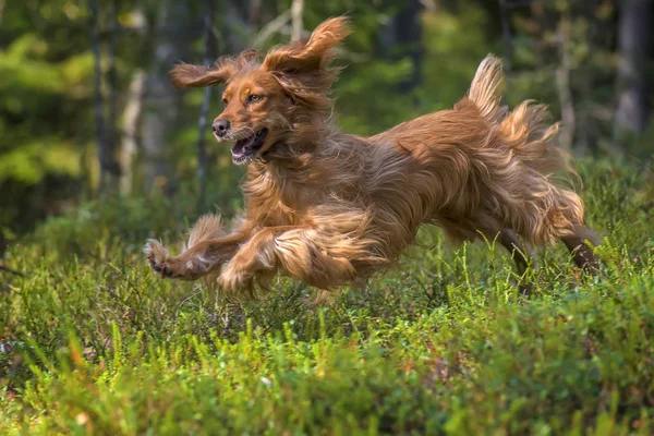 Rosso Inglese Spaniel Corre Nella Foresta — Foto Stock