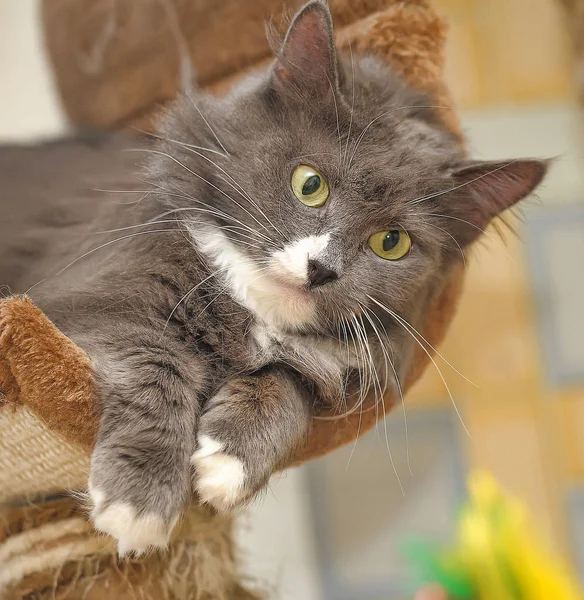 Porträt Eines Schönen Flauschigen Grau Mit Einer Weißen Katze — Stockfoto