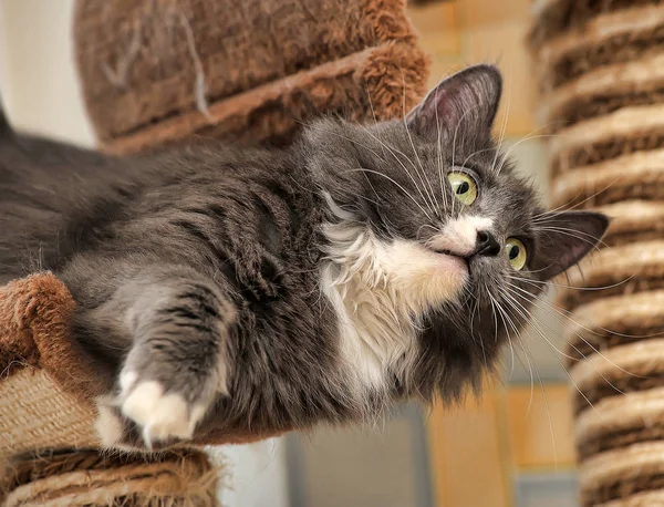 Portret Van Een Mooie Donzige Grijze Met Een Witte Kat — Stockfoto